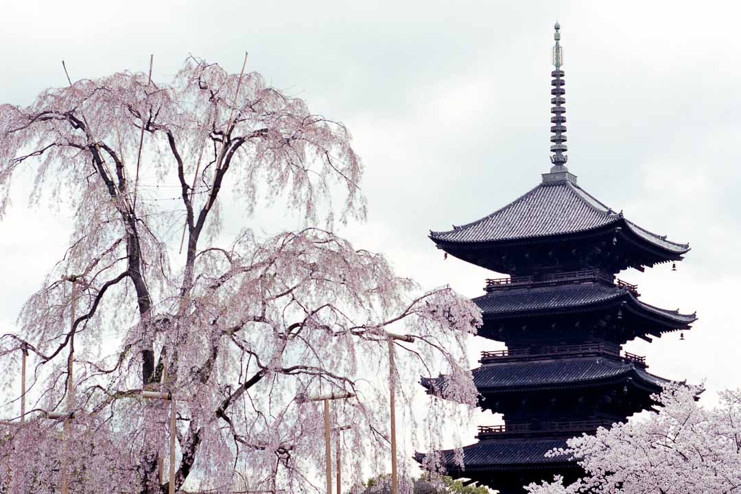 Temples and Trees